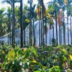 Arecanut Growers Report Decline in Leaf Diseases Across Dakshina Kannada