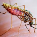 Malaria scare in Mangaluru; more than 30 cases confirmed
