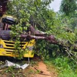 Mangaluru | Tree falls on moving school bus – five-year-old girl dies