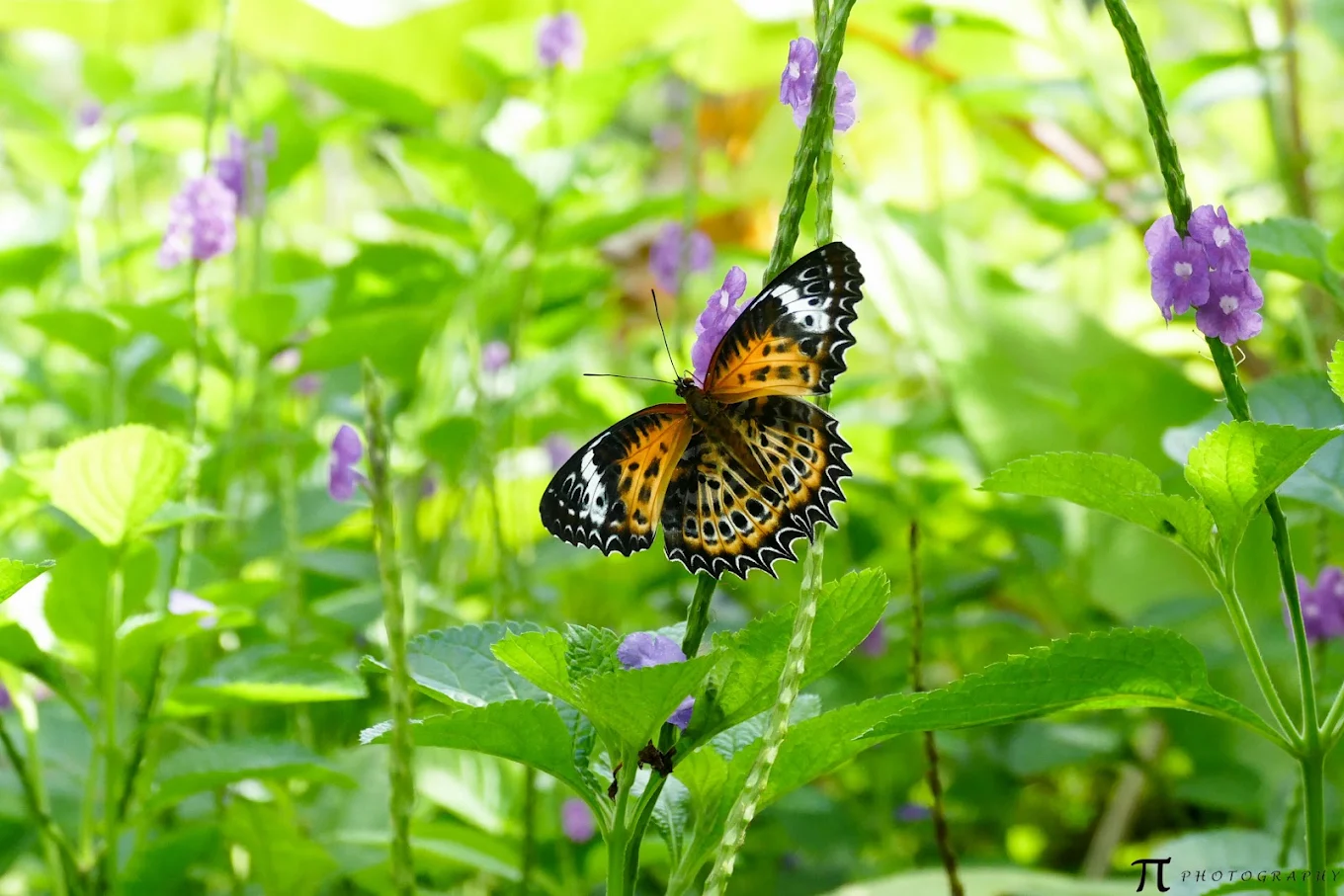 Sammilan Shetty’s Butterfly Park